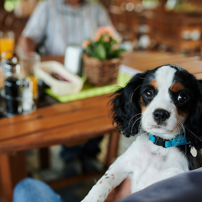 Restauracja przyjazna psom